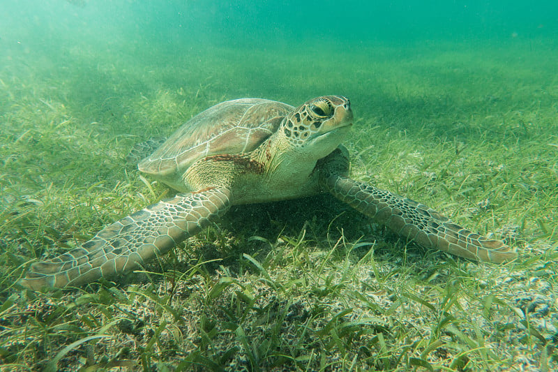 海龟在水下的海洋风景蓝色的水里游泳