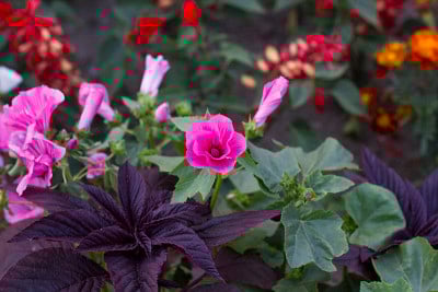 花园中紫菀花，俯视图