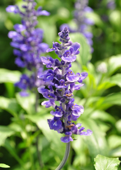 薰衣草花