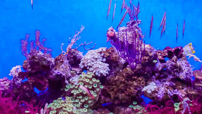 小海马在海水水族馆与珊瑚。