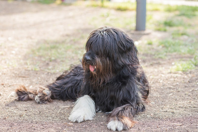 Schapendoes荷兰牧羊犬