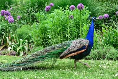 孔雀在自然界中。pfau pfau鸟。