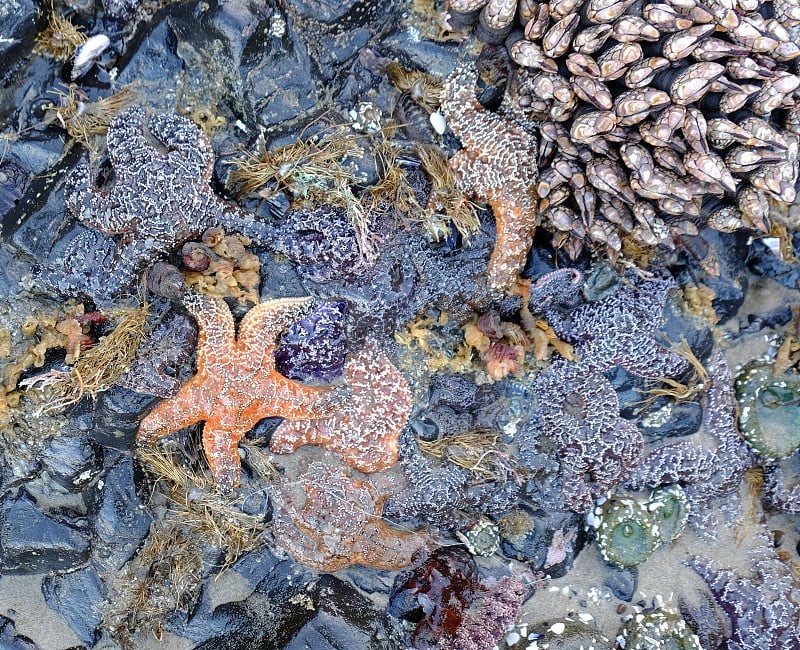 水边的海洋生物