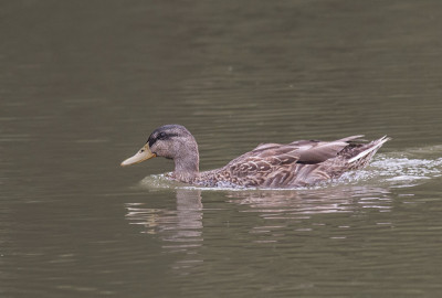 野鸭(Anas platyrhynchos)