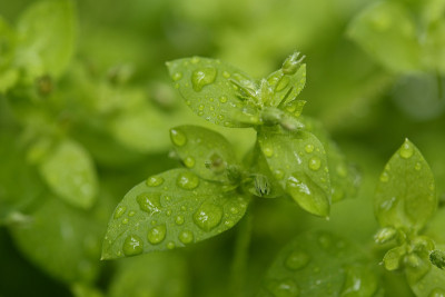 树叶与雨滴的特写