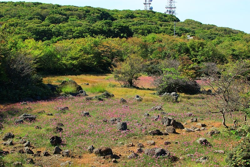 1100高地湿地，汉拿韭菜，花，湿地