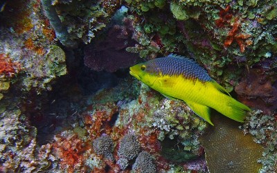 Bodianus rufus在暗礁里