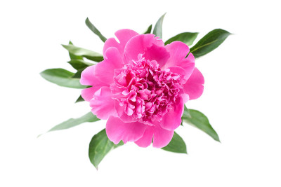 粉色牡丹花朵