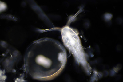 浮游生物是在海洋中漂流的生物。浮游动物。