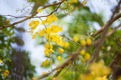 粉红色紫色的花