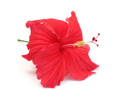 芙蓉