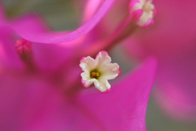 叶子花属,纸花