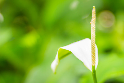 花园中美丽的白色和平百合花。天南星属天南星科单子叶开花植物属，原产于东南亚。