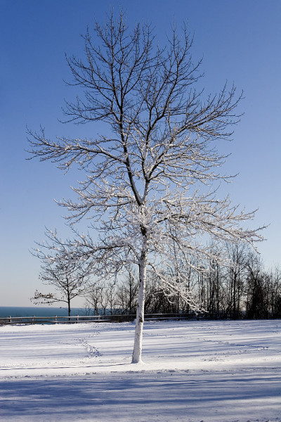 冬雪树