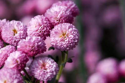 美丽的紫丁香菊花特写，秋天的花