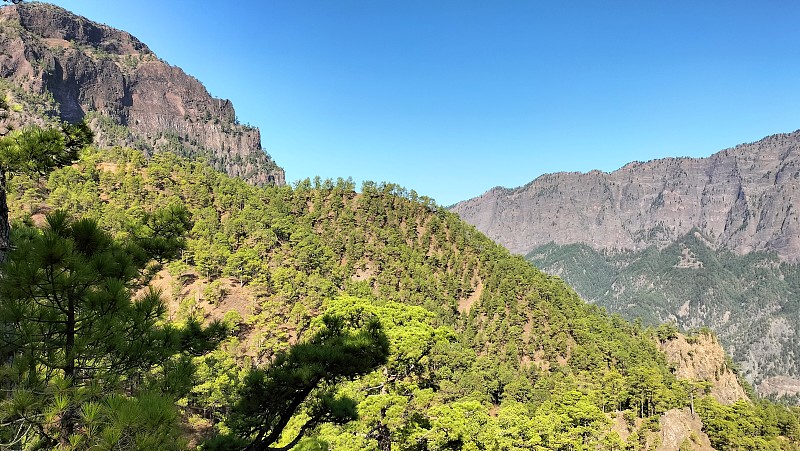 俯瞰一个巨大的火山口，有一片松树林。塔布里恩特火山口，拉帕尔马岛