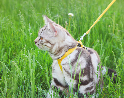 美国短毛猫