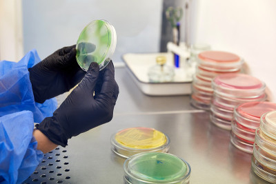 在微生物实验室操作培养皿的技术员或科学家的手套手。细菌培养基。微生物学家。细菌
