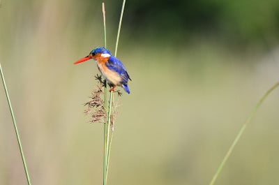孔雀石翠鸟