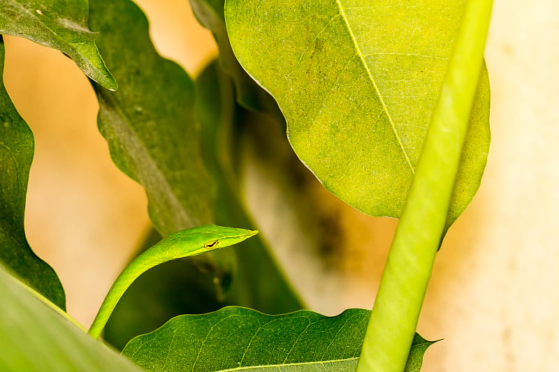 特写健康的东方鞭蛇或绿蝰蛇(Ahaetulla prasina)摆动或休息在树上