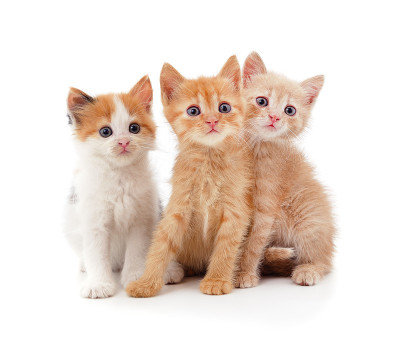 三个小小猫。