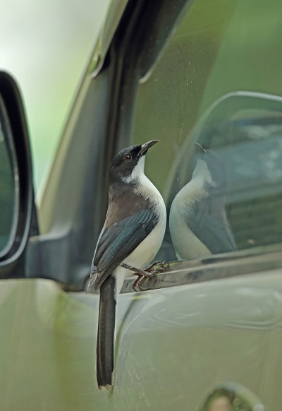 Dark-backed Sibia
