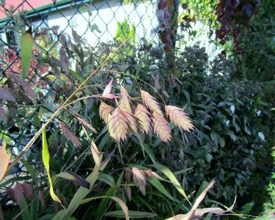 野豌豆或绿头苍蝇草种子包