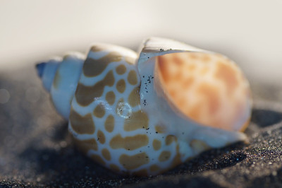 海洋生物:黑色沙滩上的大型贝壳