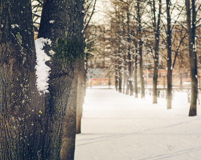 早晨在冬天的公园。冬天。下雪在城市。