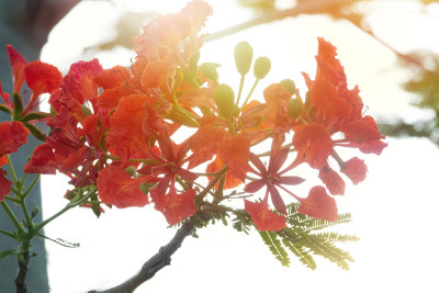 孔雀花盛开