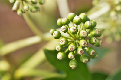 Fatsia japonica