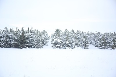 降雪松树