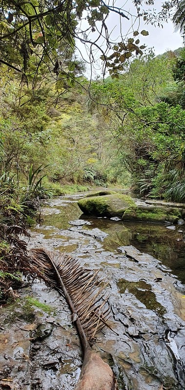 Goldie Bush步道，Muriwai和Te Henga地区，新西兰奥克兰