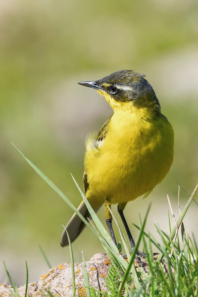 草丛中的黄鸟，西部黄Wagtail(莫塔西拉黄)