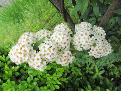 小手花