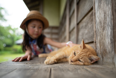 小猫正在被孩子抚摸