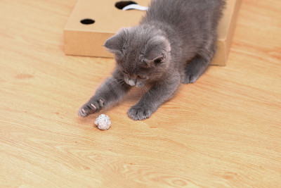 一只灰色的小猫在玩金属箔和球。猫玩具。