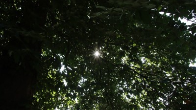 太阳的星星在树林中闪烁