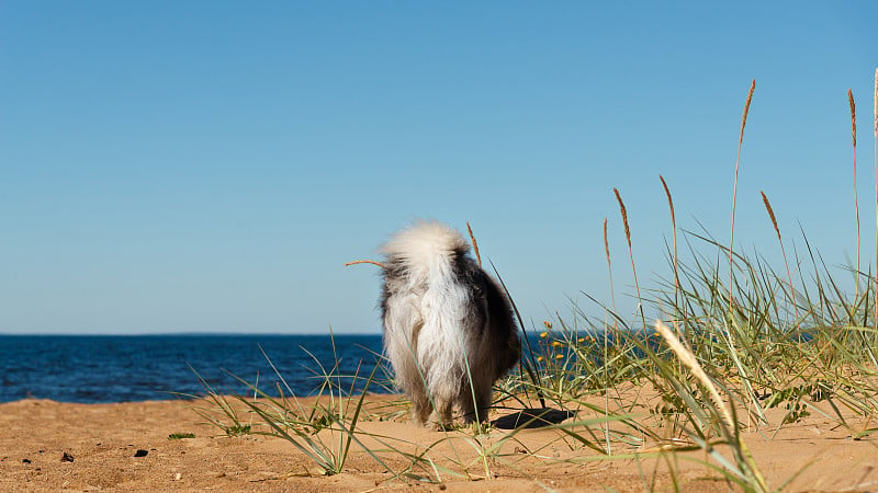 German Wolfspitz walks along a sandy sea beach tow