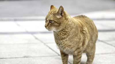 橘色虎斑猫