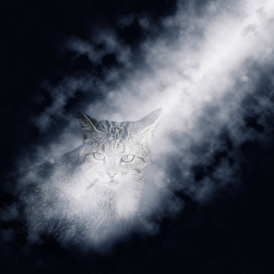 野猫坐在月光下。欧洲野猫，野猫
