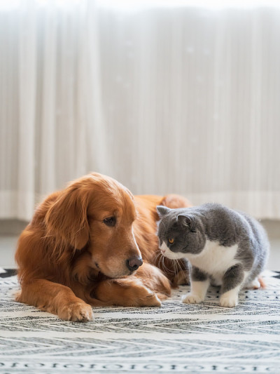 英国短毛猫和金毛寻回犬靠得很近