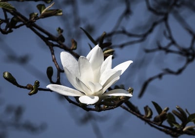 白玉兰花