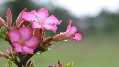 新鲜的沙漠百合在早晨开花