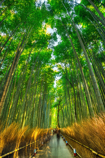 竹林,日本。