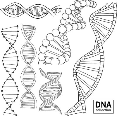 用手绘的DNA结构设置。