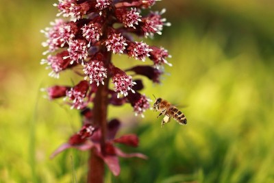 野生蜜蜂