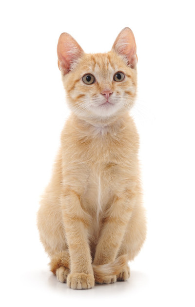 一个红色的猫。