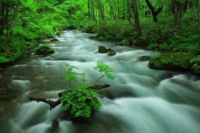 青森县夏季山溪