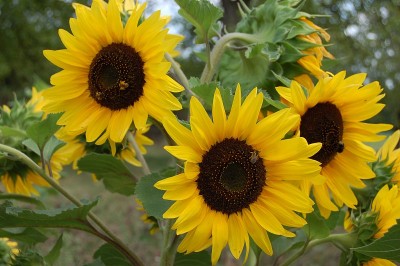 蜜蜂坐在向日葵上